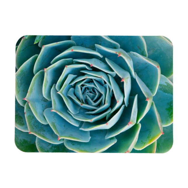 Ímã Echeveria Roseta, Jardim Secreto de Marrakech (Horizontal)