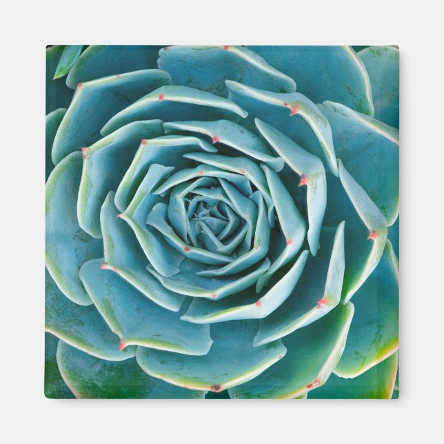 Imã Echeveria Roseta, Jardim Secreto de Marrakech (Frente)