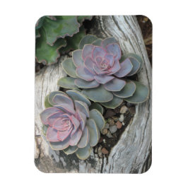 Ímã Echeveria Succulent Magnet