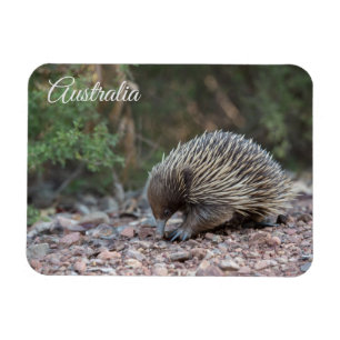 Ímã Echidna