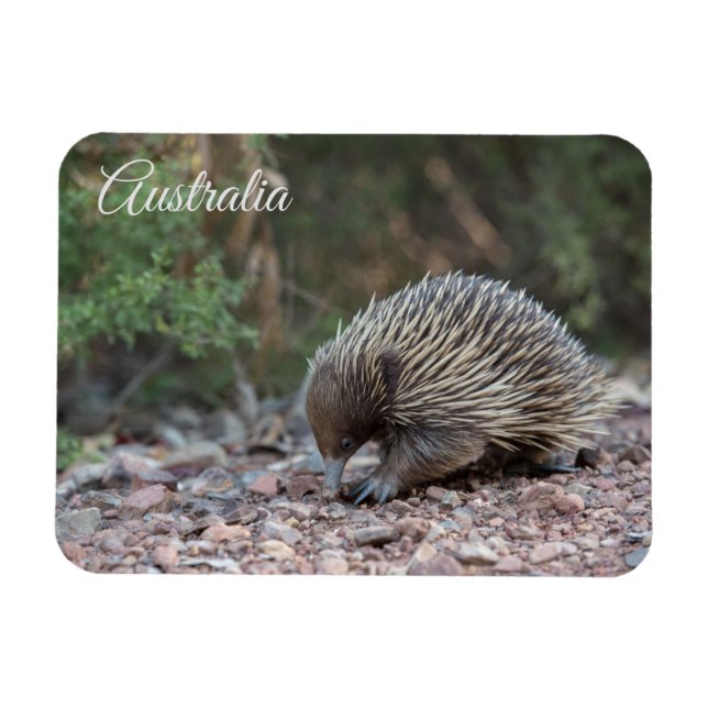 Ímã Echidna, Austrália (Horizontal)