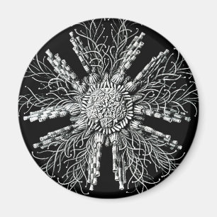 Imã Echinidea Magnet