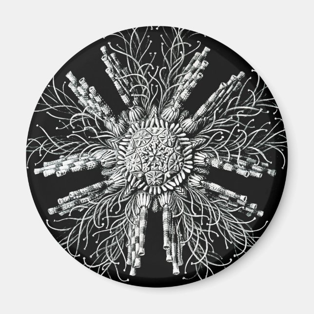 Imã Echinidea Magnet (Frente)