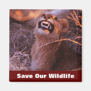 Imã Economias felizes da tau nossos animais selvagens