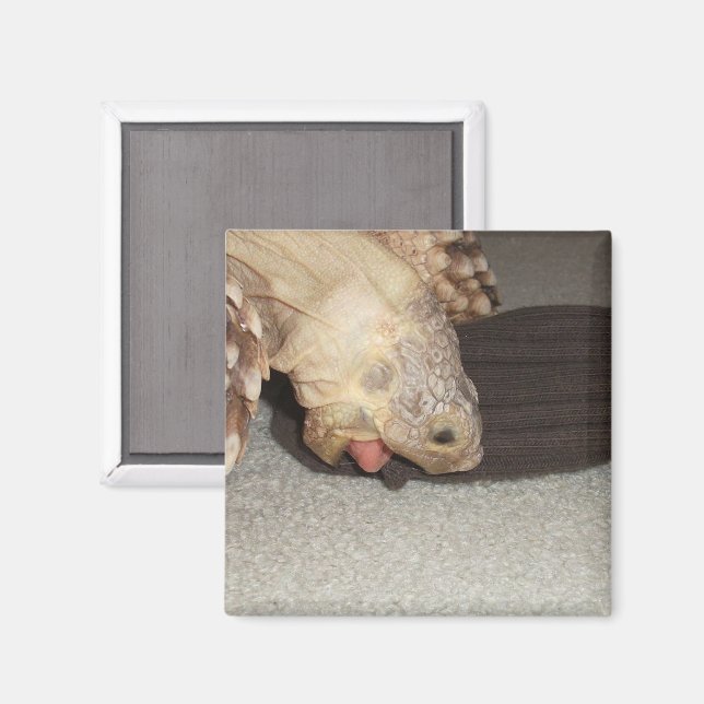 Imã Ed e a meia, Sulcata Tortoise  (Front/Back)