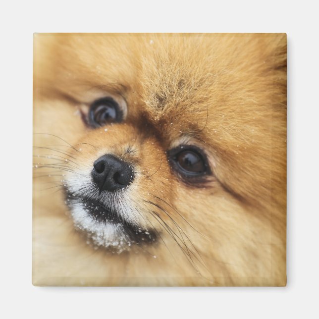 Imã Edgrrr nº 1 (Frente)