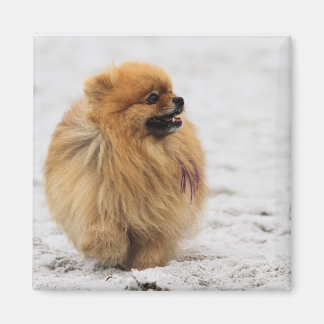 Imã Edgrrr nº 3 - Pomeraniano