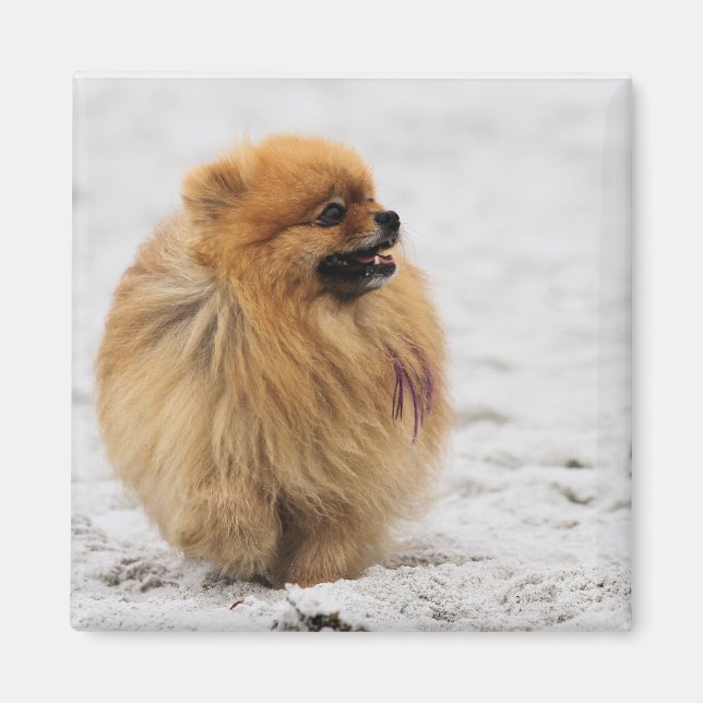Imã Edgrrr nº 3 - Pomeraniano (Frente)