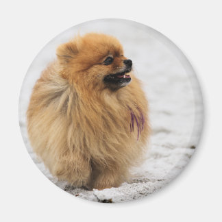 Imã Edgrrr nº 3 - Pomeraniano