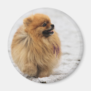 Imã Edgrrrr #3 - Pomeranian