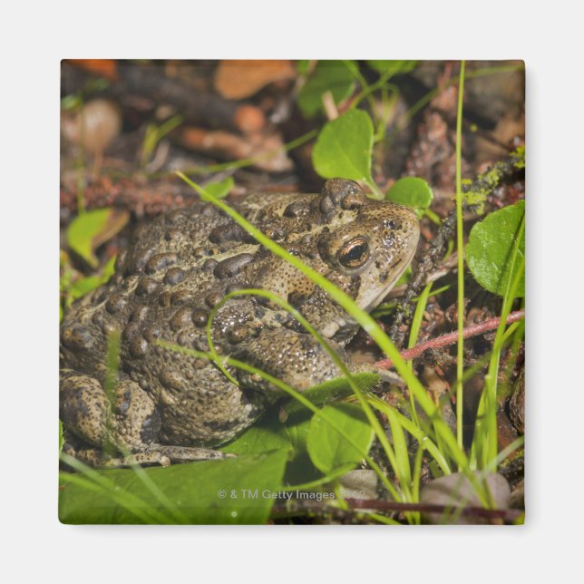 Imã edmonton, alberta, canadá (Frente)