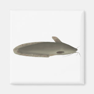 Imã Eeltail Catfish