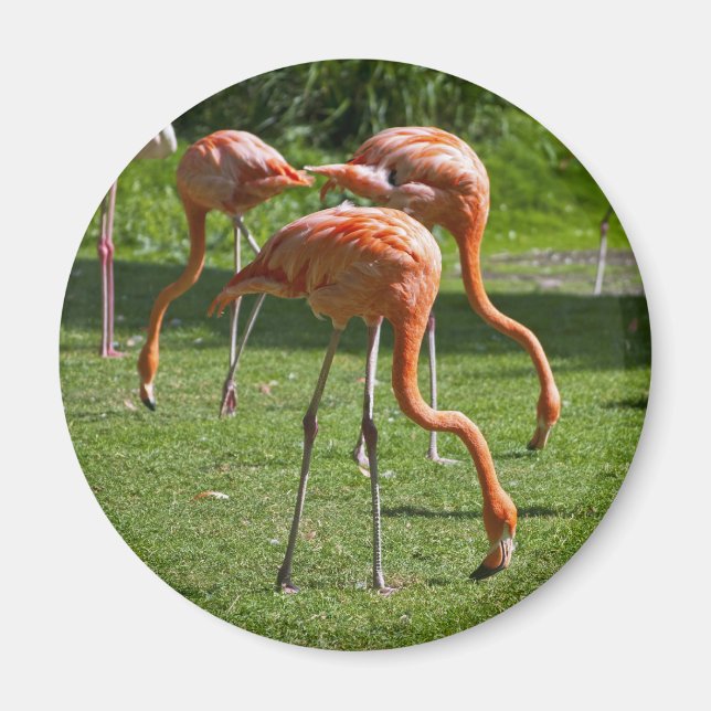 Imã Efeito de desenho de retrato de Flamingo Rosa Arte (Frente)