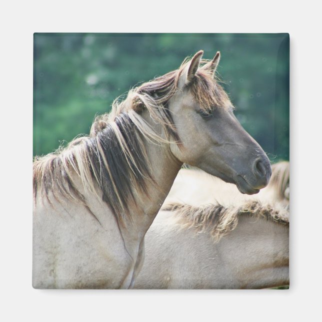 Imã Efetivo de Cavalos de Brumby da Austrália (Frente)