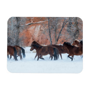 Ímã Efetivo de Cavalos em Neve