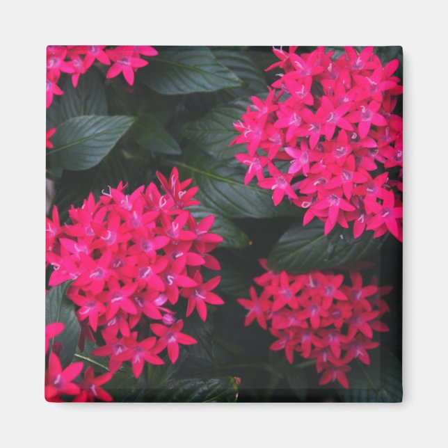 Imã Egípcio Star Cluster Magnet (Frente)