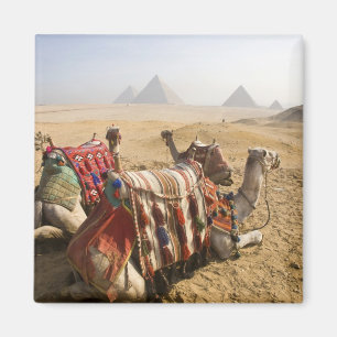 Imã Egipto, o Cairo. Olhar de descanso dos camelos