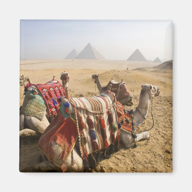 Imã Egito, Cairo. Camelos descansando (Frente)