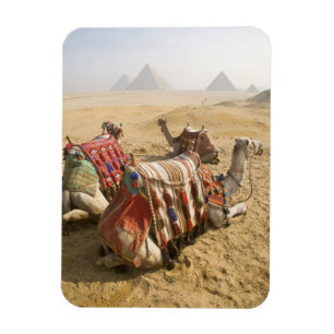 Ímã Egito, Cairo. Camelos descansando