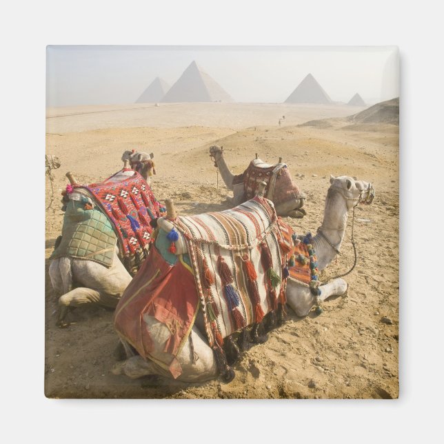 Imã Egito, Cairo. Camelos descansando (Frente)
