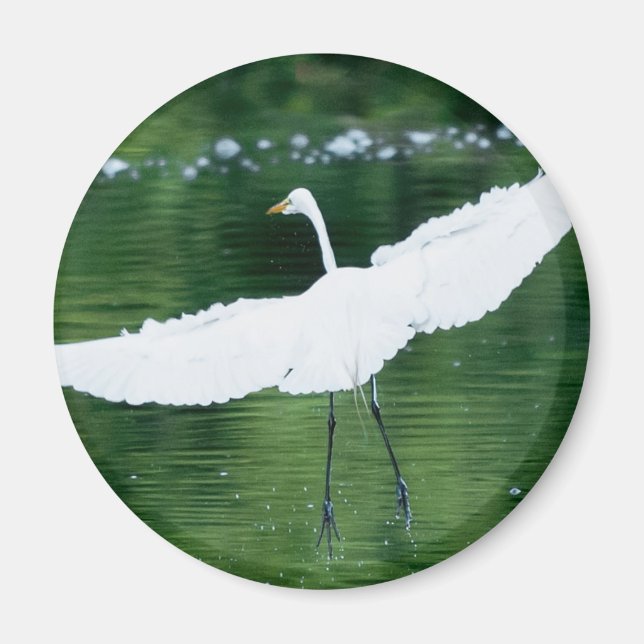 Imã Egret Branco do excelente (Frente)