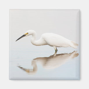 Imã Egret em lagoa estática