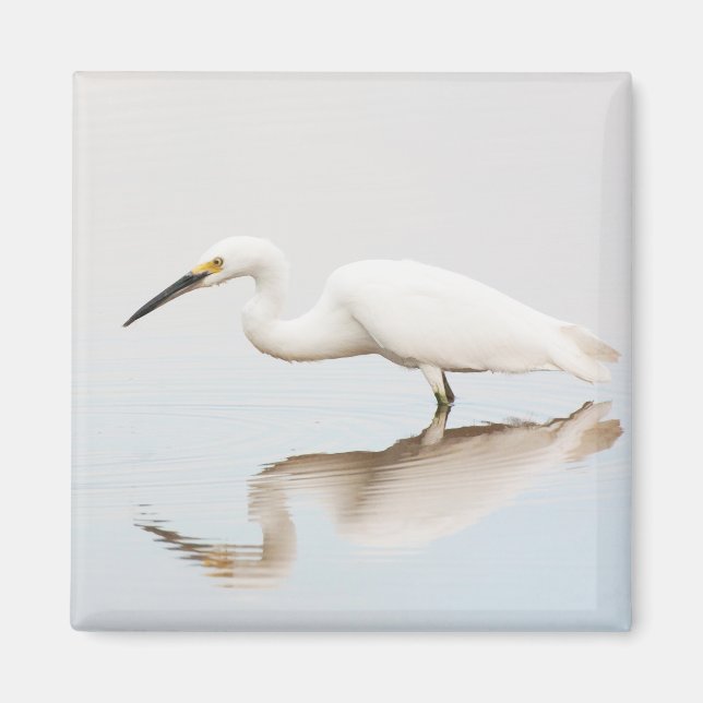 Imã Egret em lagoa estática (Frente)