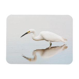 Ímã Egret em lagoa estática