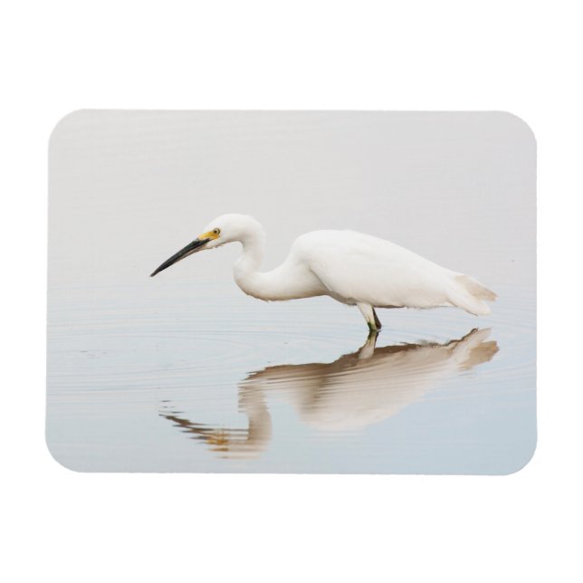 Ímã Egret em lagoa estática (Horizontal)