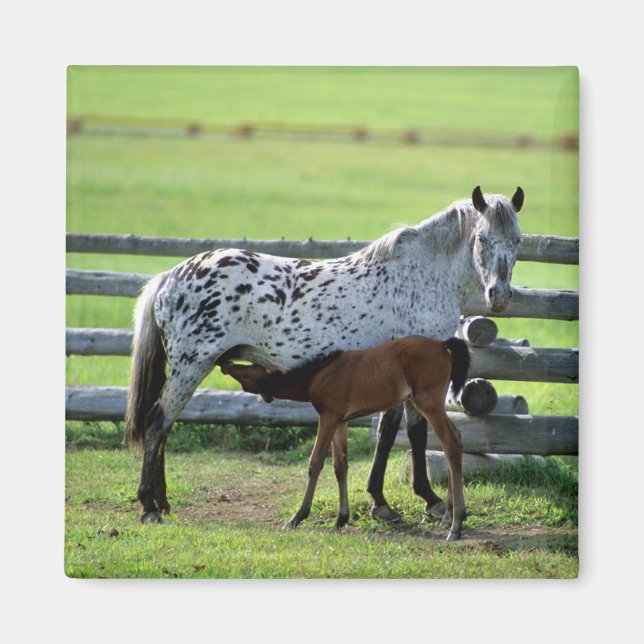 Imã Égua Appaloosa e potro (Frente)