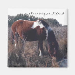 Imã Égua bonito de Assateague - ímã
