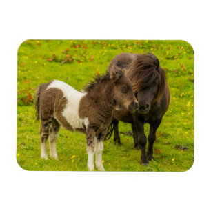Ímã Égua de pônei Shetland e cria