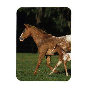 Ímã Égua e potro do Appaloosa