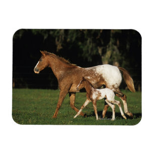 Ímã Égua e potro do Appaloosa