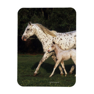 Ímã Égua e potro do Appaloosa no campo