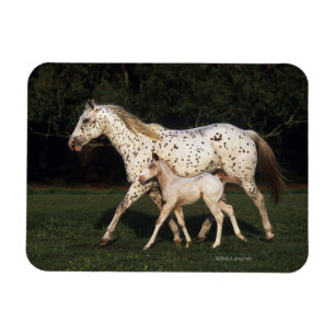 Ímã Égua e potro do Appaloosa no campo