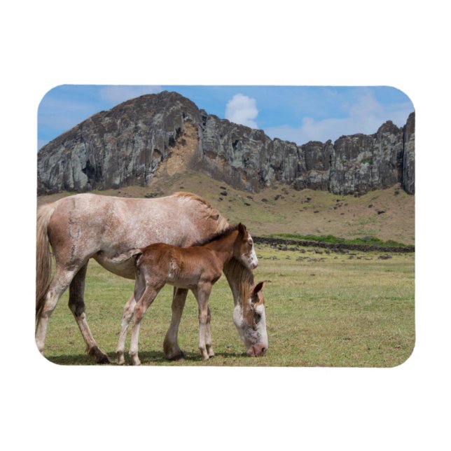 Ímã Égua e potro na cratera vulcânica de Rano Raraku (Horizontal)
