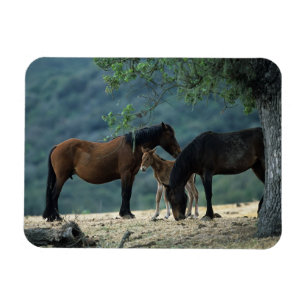 Ímã Égua & potro selvagens do mustang