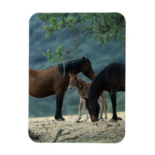 Ímã Égua & potro selvagens do mustang