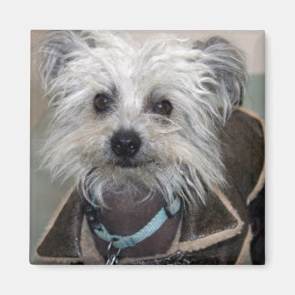 Imã Einstein o Cão