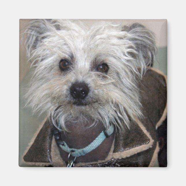 Imã Einstein o Cão (Frente)