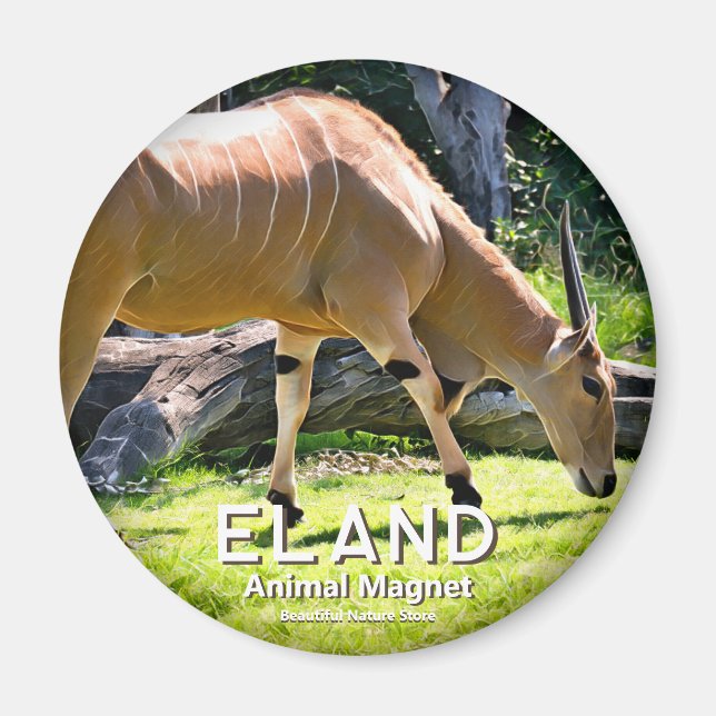 Imã Eland (Frente)