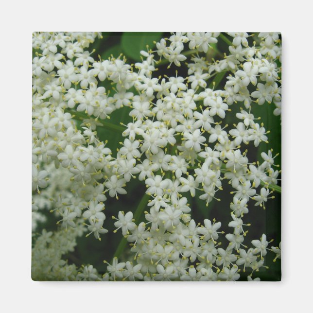 Imã Elderberry Blossoms Magnet (Frente)