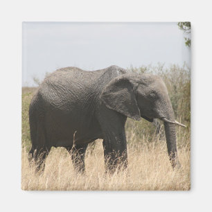 Imã elefante