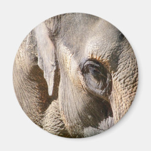 IMÃ ELEFANTE