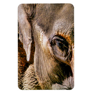 ÍMÃ ELEFANTE