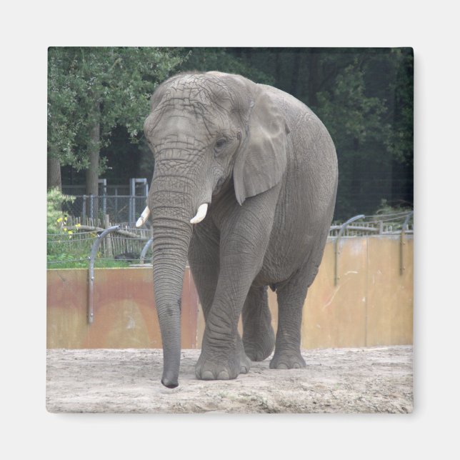 Imã Elefante (Frente)