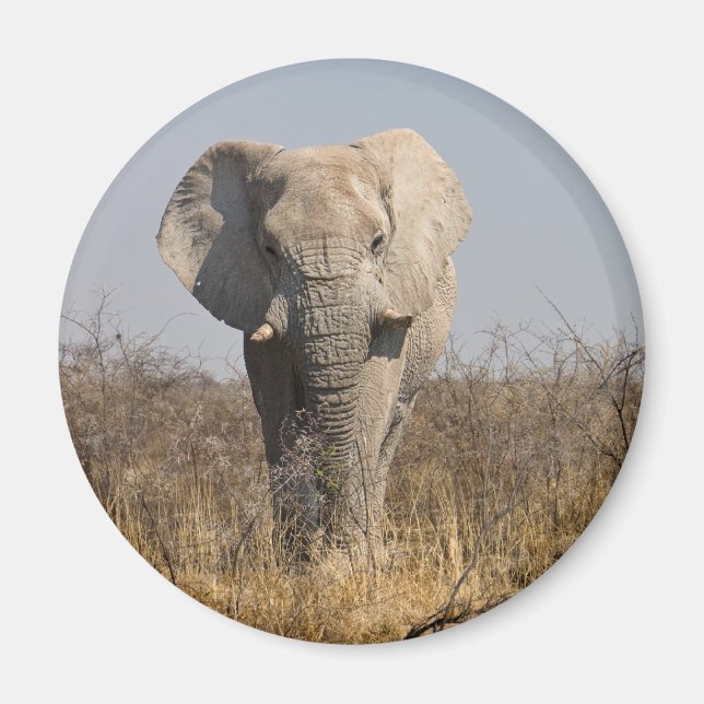 Imã Elefante (Frente)