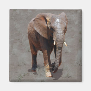 Imã Elefante africano