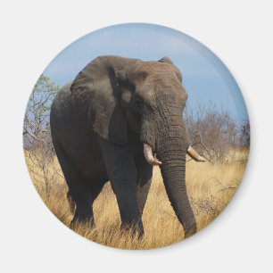 Imã Elefante Africano